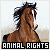  Groups/Organizations: Animal Rights