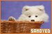 Dogs: Samoyed