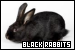 Rabbits: Black