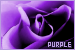 Colors: Purple
