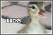 Ducks