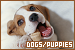 Dogs and Puppies