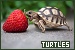 Turtles