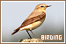 Birding/Birdwatching