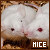  Mice