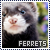  Ferrets